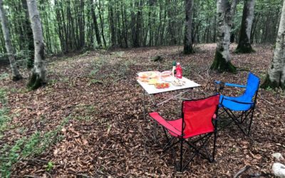 Andiamo insieme al bosco Mirsissipi