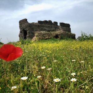 L'UOMO CHE PIANTAVA GLI ALBERI - Idea Verde - Vivaio Roma - Appia Antica